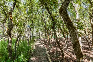 557 S Elk Meadow Loop, Tooele, UT 84074 - Photo 51