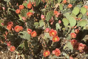 303 W Plateau Pl N, Ticaboo, UT 84533 - Photo 17