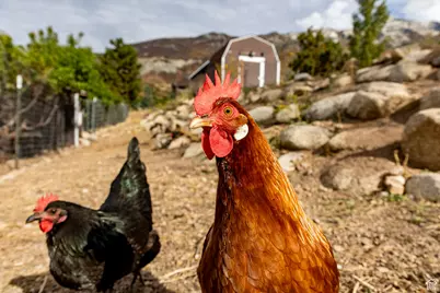 1801 N Fort Canyon Rd, Alpine, UT 84004 - Photo 7