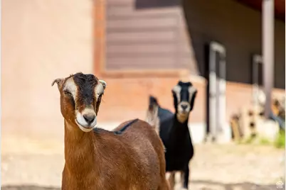 1801 N Fort Canyon Rd, Alpine, UT 84004 - Photo 73