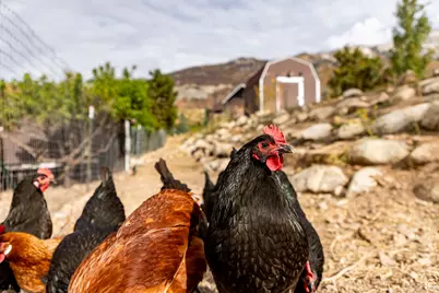 1801 N Fort Canyon Rd, Alpine, UT 84004 - Photo 65