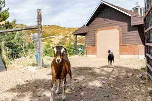 1801 N Fort Canyon Rd, Alpine, UT 84004 - Photo 69