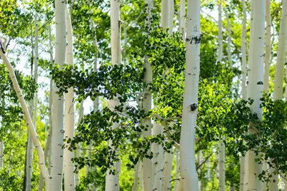 5156 N Pebble Dr #75, Midway, UT 84049 - Photo 3