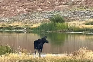 10964 E Chukar Dr, Huntsville, UT 84317 - Photo 73