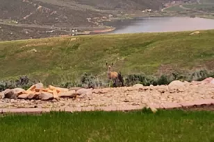 1501 Oakhaven Ln, Wanship, UT 84017 - Photo 119