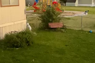 511 E 950 N, Ogden, UT 84404 - Photo 29