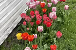 2424 S D Ave, Ogden, UT 84401 - Photo 17