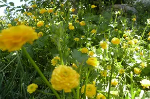 2894 N Viewcrest Circle, North Logan, UT 84341 - Photo 55