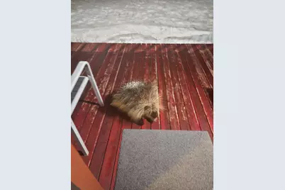 8101 S Millicentview Ln, Brighton, UT 84121 - Photo 57