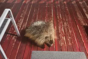 8101 S Millicentview Ln, Brighton, UT 84121 - Photo 57