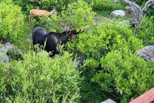 8101 S Millicentview Ln, Brighton, UT 84121 - Photo 53