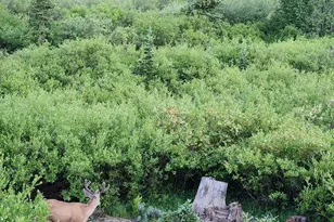 8101 S Millicentview Ln, Brighton, UT 84121 - Photo 51