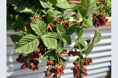 505 C St, Salt Lake City, UT 84103 - Photo 23