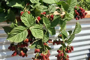 505 C St, Salt Lake City, UT 84103 - Photo 23