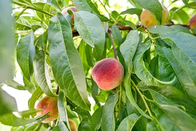 731 S 3050 W, Syracuse, UT 84075 - Photo 59