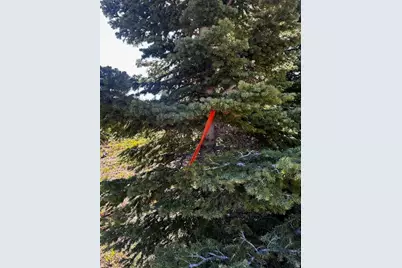 115 S Olympic Dr, Brian Head, UT 84719 - Photo 11