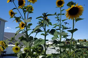 1082 E Springwater Way N, Eagle Mountain, UT 84005 - Photo 19