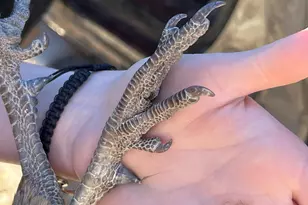 890 E Hatchery Rd, Bicknell, UT 84715 - Photo 41