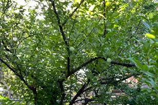 4085 S Olympic Way, Holladay, UT 84124 - Photo 35