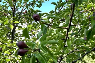 4085 S Olympic Way, Holladay, UT 84124 - Photo 37