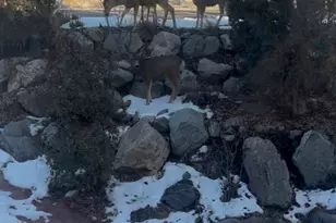 1921 Mohawk Ln, Ogden, UT 84403 - Photo 71