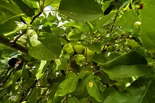 960 E Sagehill Dr, Millcreek, UT 84124 - Photo 31