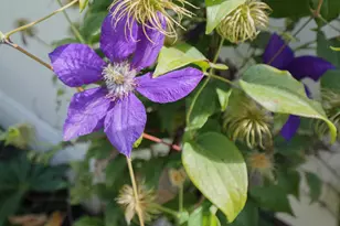 920 E Queensmill Ln, Salt Lake City, UT 84106 - Photo 43