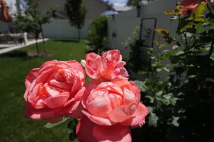 920 E Queensmill Ln, Salt Lake City, UT 84106 - Photo 41