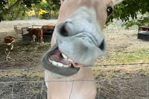 3488 E Fairway Ln S, Spanish Fork, UT 84660 - Photo 51