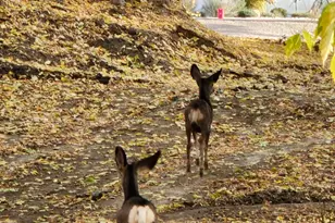 711 E 400 N, Springville, UT 84663 - Photo 33