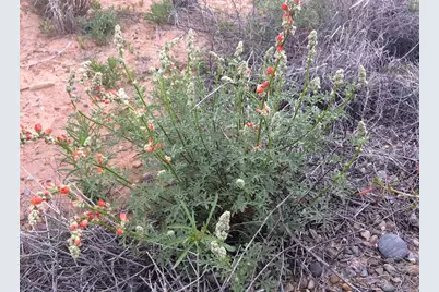 998 W Cottonwood Ave, Bluff, UT 84512 - Photo 7