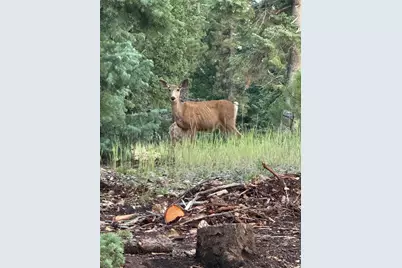 3120 N Henry Rd, Duck Creek Village, UT 84762 - Photo 13