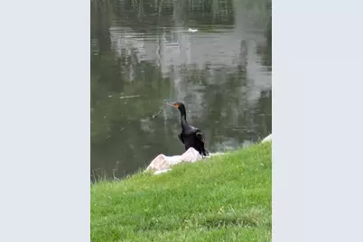 4611 S Quail Vista Cove #G, Millcreek, UT 84117 - Photo 31