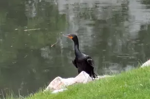 4611 S Quail Vista Cove, Millcreek, UT 84117 - Photo 31