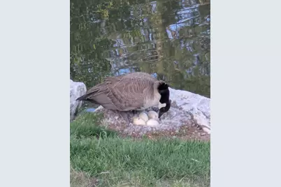 4611 S Quail Vista Cove #G, Millcreek, UT 84117 - Photo 25