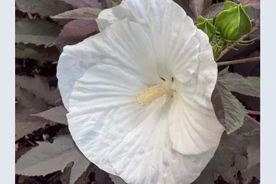 1702 Capitol St, Ogden, UT 84401 - Photo 39