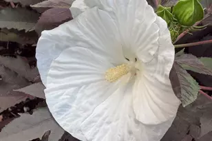 1702 Capitol St, Ogden, UT 84401 - Photo 39