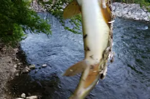 1535 Sumac Dr, Logan, UT 84321 - Photo 59