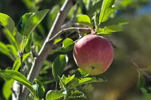 4611 S Cv Ln, Daniel, UT 84032 - Photo 77