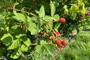 4641 W 5675 S, Hooper, UT 84315 - Photo 33