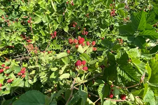 4641 W 5675 S, Hooper, UT 84315 - Photo 31