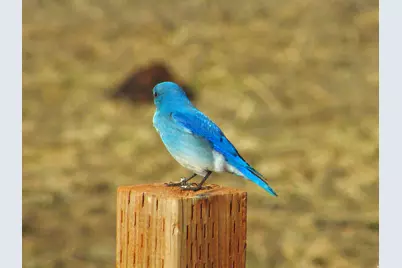 19600 N 8250 E, Mount Pleasant, UT 84647 - Photo 45