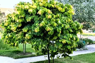 1515 E Gentile St, Layton, UT 84040 - Photo 73