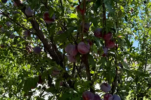 3056 S 1450 W, Perry, UT 84302 - Photo 47