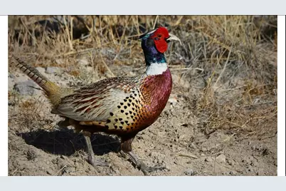 1906 S Preserve Dr #55, Mapleton, UT 84664 - Photo 15