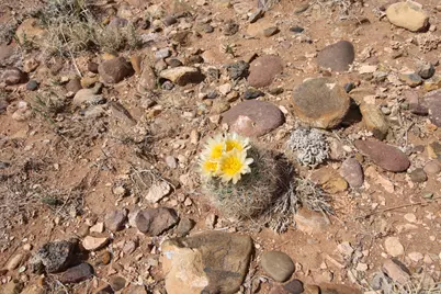 10495 E 7750 N, Lapoint, UT 84039 - Photo 21