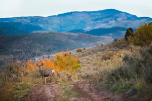 7396 E Moonlight Dr, Heber City, UT 84032 - Photo 49