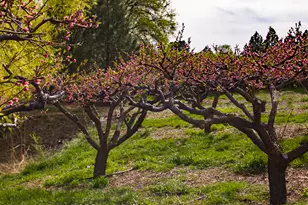 1155 E 2750 N, North Ogden, UT 84414 - Photo 19