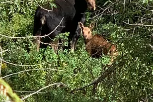 152 S Pne Dr, Huntsville, UT 84317 - Photo 55