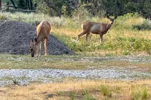 152 S Pne Dr, Huntsville, UT 84317 - Photo 53